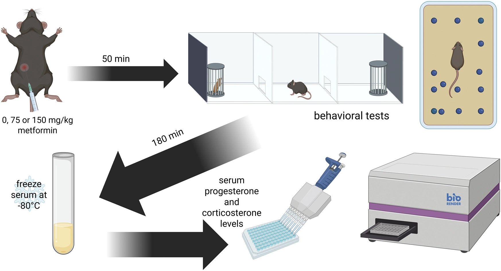 Diagram outlining a scientific procedure where a mouse receives an intraperitoneal injection of metformin at doses of zero, seventy-five, or one hundred fifty milligrams per kilogram. After fifty minutes, behavioral tests are performed using marble burying and social interaction apparatus. Following one hundred eighty minutes, serum is collected, frozen at minus eighty degrees Celsius, and later analyzed for progesterone and corticosterone levels using laboratory equipment.