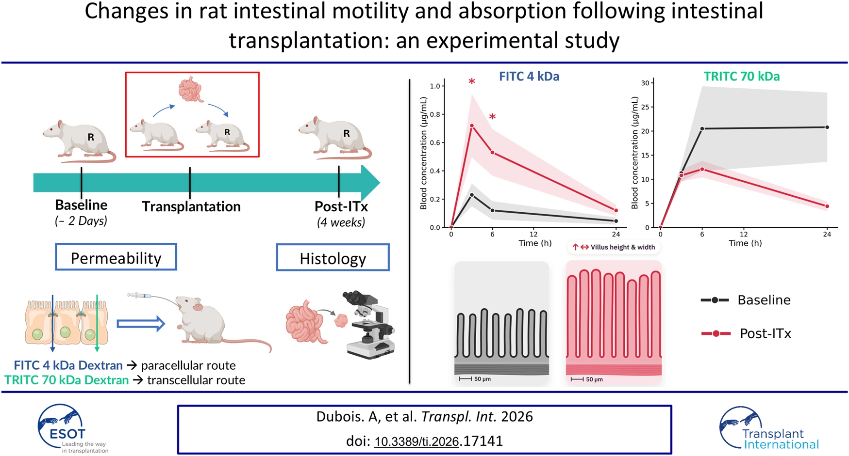 Infographic illustrating an experimental study on changes in rat intestinal motility and absorption after transplantation, with a timeline showing baseline, transplantation, and post-transplantation periods. Diagrams detail permeability assessment using FITC 4 kDa and TRITC 70 kDa dextran, indicating paracellular and transcellular absorption, respectively. Summary graphs show increased FITC permeability post-transplant and no change for TRITC. Schematic histology images illustrate increased villus height and width post-transplant. Legends and study reference are included.