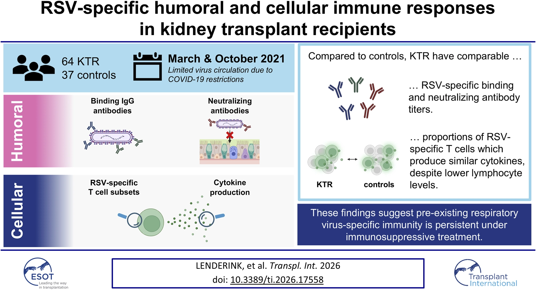 Infographic summarizing a study of RSV-specific humoral and cellular immune responses in kidney transplant recipients and controls, detailing similar antibody and T cell responses between groups despite immunosuppression, with findings suggesting persistent RSV-specific immunity.