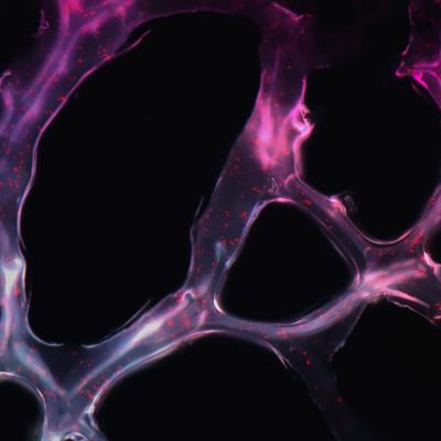 Special Issue Research topic image