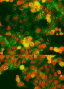 Special Issue Research topic image