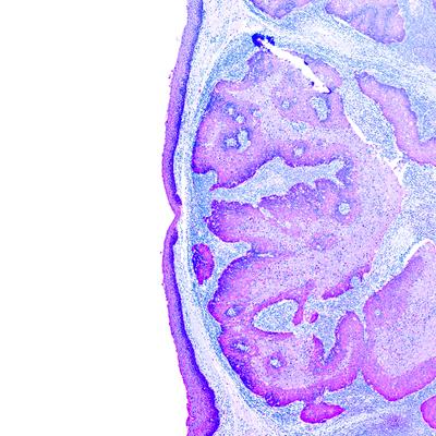 Special Issue Research topic image