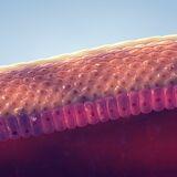 Special Issue Research topic image