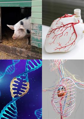 Special Issue Research topic image